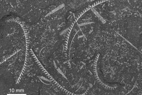 Graptolit druhu Demirastrites triangulatus